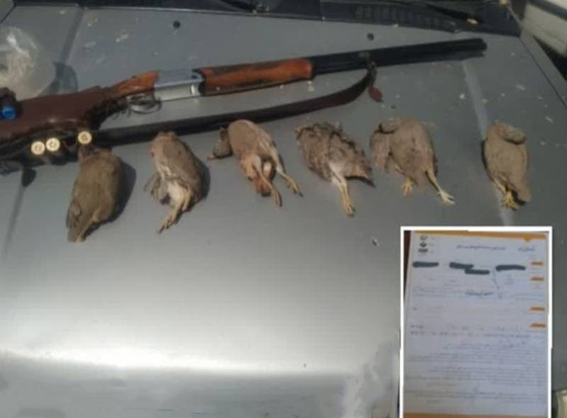 دستگیری شکارچی 6قطعه تیهو در جیرفت